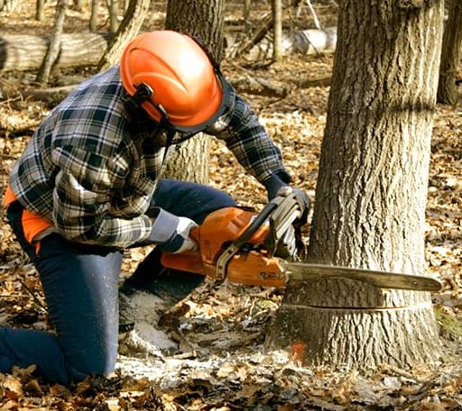 Tree Removal in Buffalo Lake, MN
